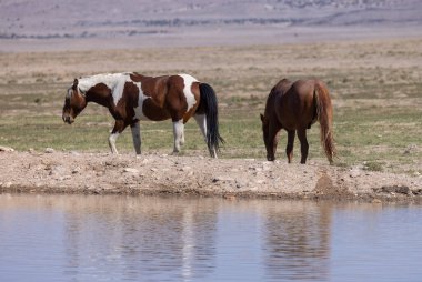 Utah 'ta bir çölde vahşi atlar.