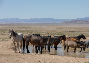 Utah 'ta bir çölde vahşi atlar.