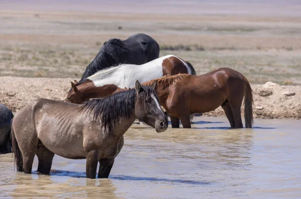 Wild Horses Desert Waterhole Utah — Stock Photo, Image