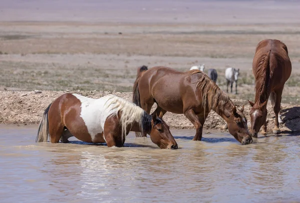 Wild Horses Desert Waterhole Utah — Stock Photo, Image