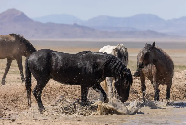 Vilda Hästar Vid Ett Ökenvattenhål Utah — Stockfoto
