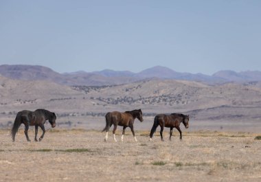 Baharda Utha çölünde güzel vahşi atlar