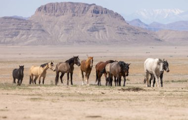 Baharda Utha çölünde güzel vahşi atlar