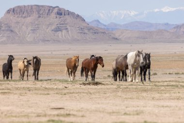 Baharda Utha çölünde güzel vahşi atlar