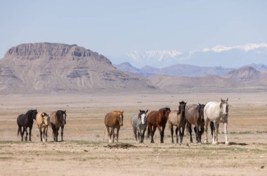 Baharda Utha çölünde güzel vahşi atlar
