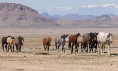 Baharda Utha çölünde güzel vahşi atlar