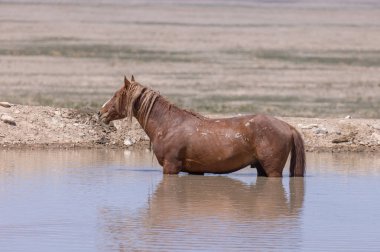 Utah 'ta çöldeki bir su birikintisinde vahşi bir at.