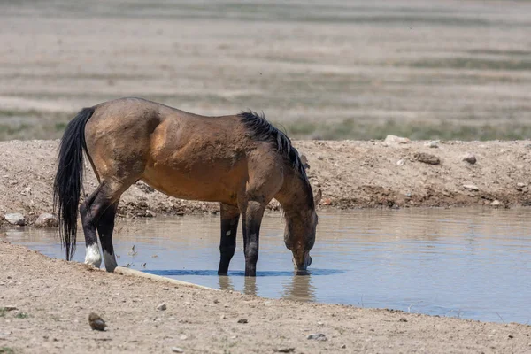 Wild Horse Desert Waterhole Utah — Stock Photo, Image