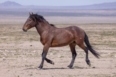 Utah çölünde güzel vahşi bir at.