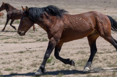 Utah çölünde güzel vahşi bir at.