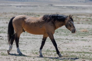 Utah çölünde güzel vahşi bir at.