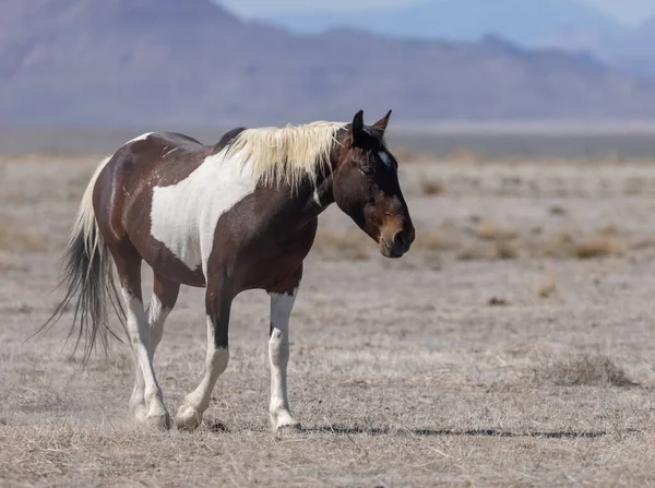 Beautiful Wild Horse Utah Desert — Stock Photo, Image