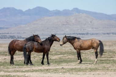 Utah çölünde ilkbaharda vahşi atlar
