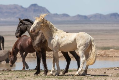 Utah çölünde ilkbaharda vahşi atlar