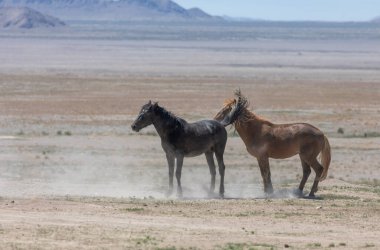 Utah çölünde ilkbaharda vahşi atlar