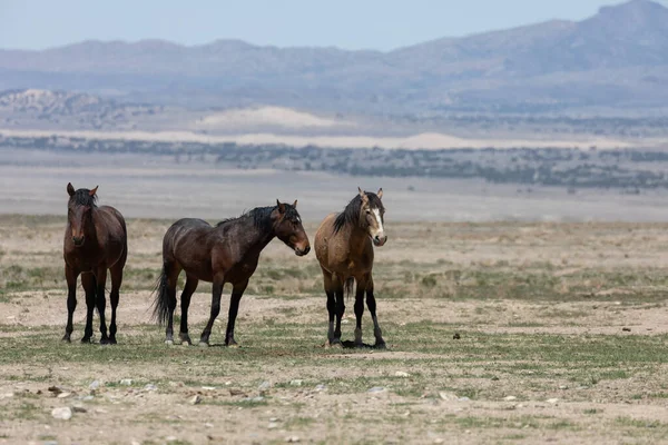 Utah Çölünde Ilkbaharda Vahşi Atlar — Stok fotoğraf