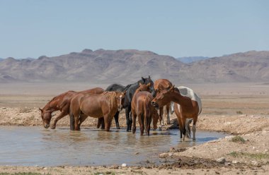 Utah Çölü'nde bir ziyarette200 vahşi atlar sürüsü