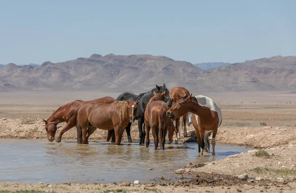 Herd Wild Horses Waterhole Utah Desert — Stock Photo, Image