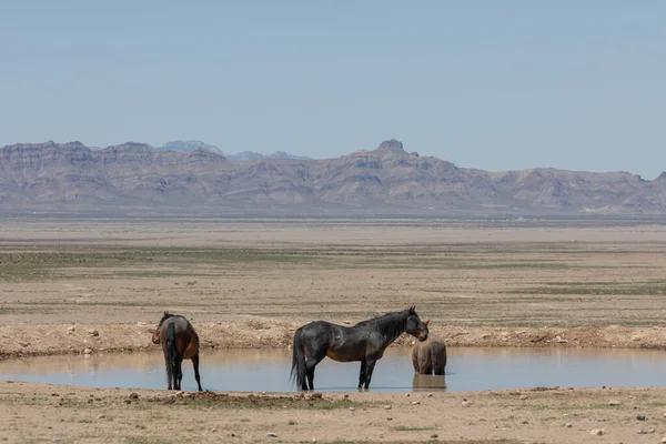 Una Manada Caballos Salvajes Pozo Agua Desierto Utah — Foto de Stock