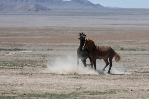 Wild Horse Stallions Fighting Utah Desert — Stock Photo, Image