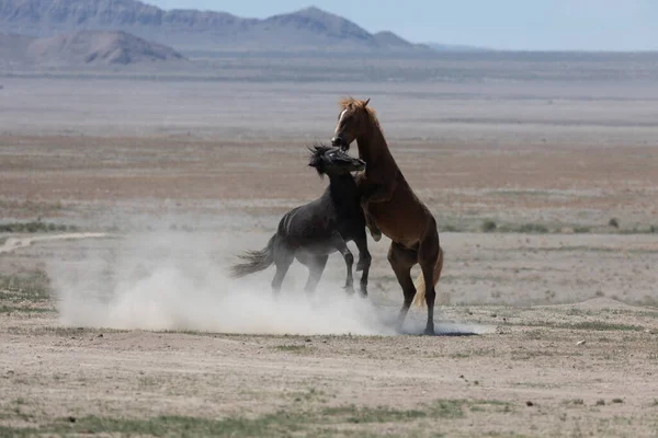 ユタ砂漠で戦う野生の馬の種馬 — ストック写真