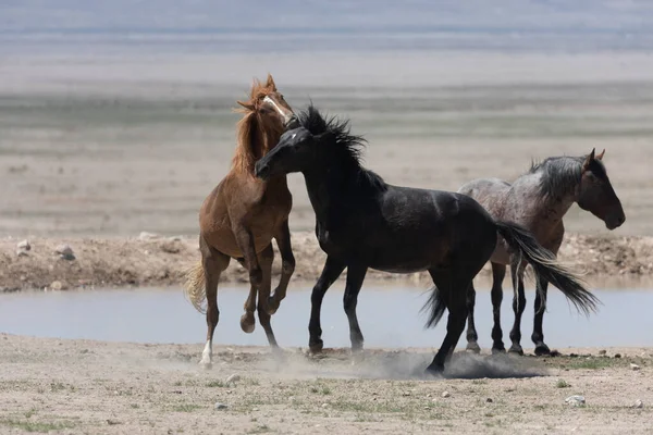 Sementales Caballos Salvajes Luchando Desierto Utah — Foto de Stock