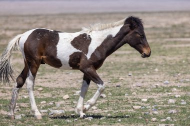 Utah Çölü 'nde baharda tatlı bir at yavrusu.