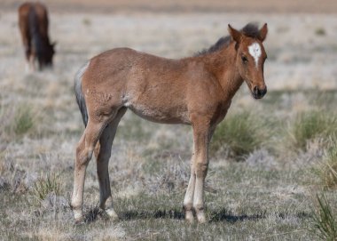 Utah Çölü 'nde baharda tatlı bir at yavrusu.