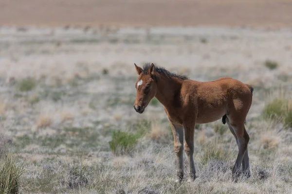 Lindo Potro Caballo Salvaje Primavera Desierto Utah —  Fotos de Stock