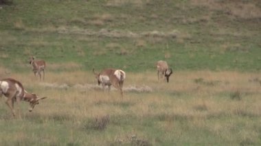 pronghorn antilop sürüsü olan tek