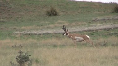 Boynuzlu antilop Buck