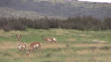pronghorn antilop sürüsü olan tek