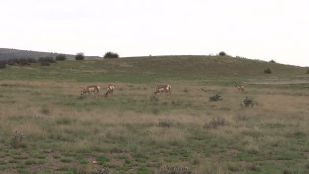 Gaffelbok antelope kudde in sleur — Stockvideo