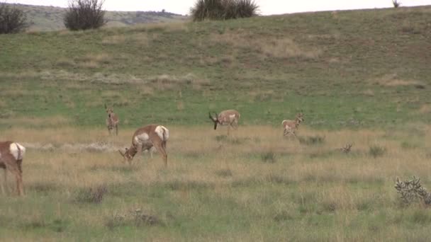 Mandria di Pronghorn antilope in carreggiata — Video Stock