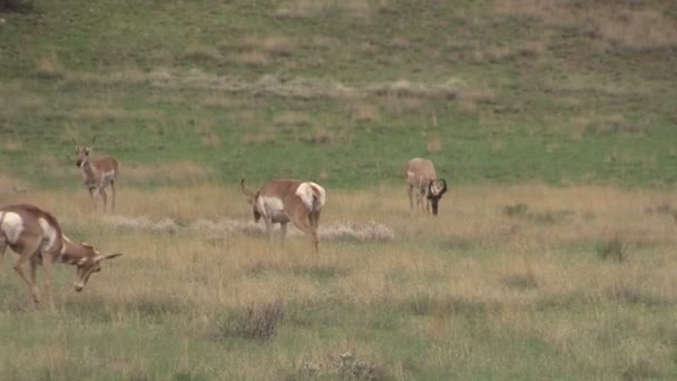 Pronghorn antilop besättningen i rut — Stockvideo