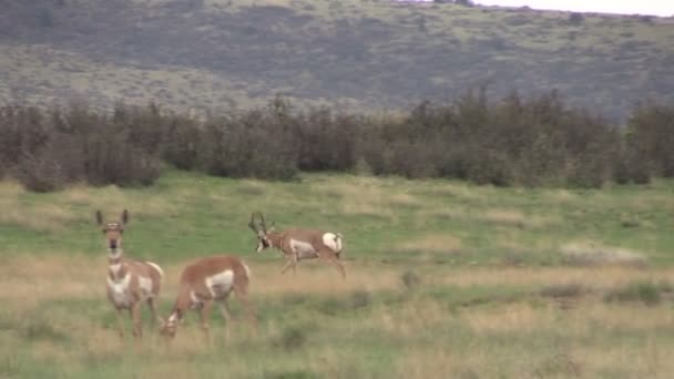 Mandria di Pronghorn antilope in carreggiata — Video Stock