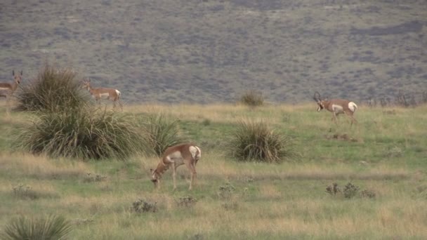 Mandria di Pronghorn antilope in carreggiata — Video Stock