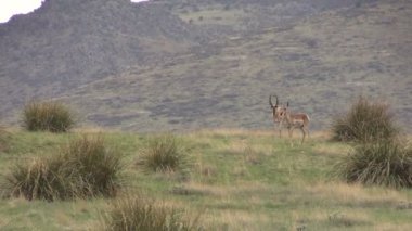 pronghorn antilop sürüsü olan tek
