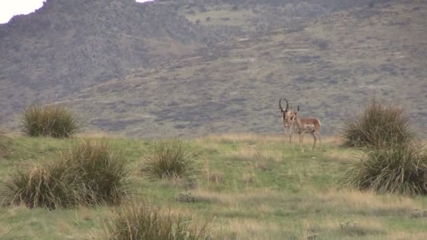 Pronghorn antilop sürüsü olan tek — Stok video