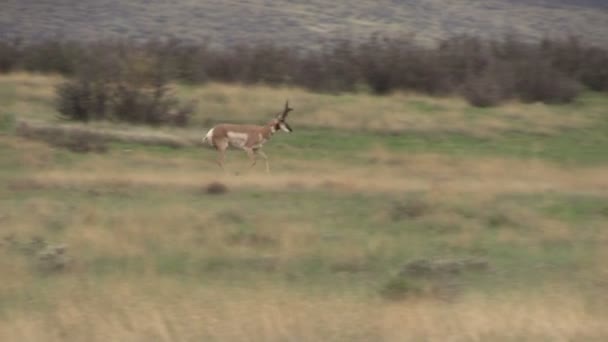 Pronghorn antilope Buck — Stockvideo