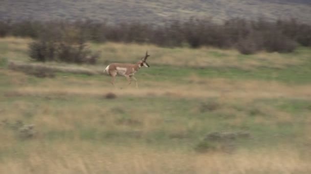 Pronghorn Antilopenbuck — Stockvideo