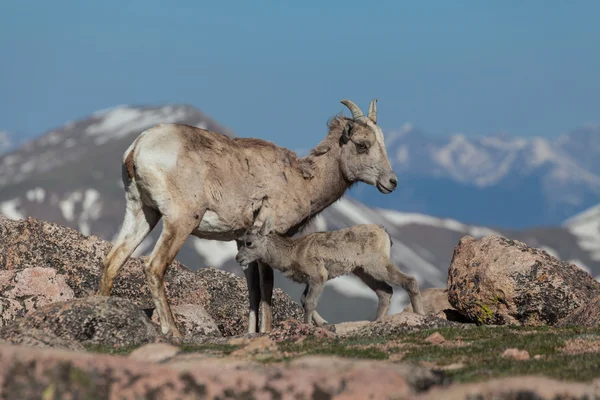 Bighorn juh juh és bárány — Stock Fotó