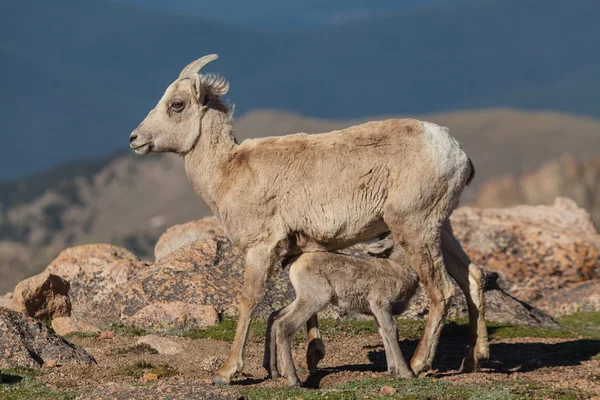 Hemşirelik bighorn koyun kuzu — Stok fotoğraf