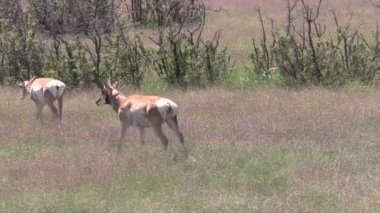 틀에 박힌 pronghorn 영양