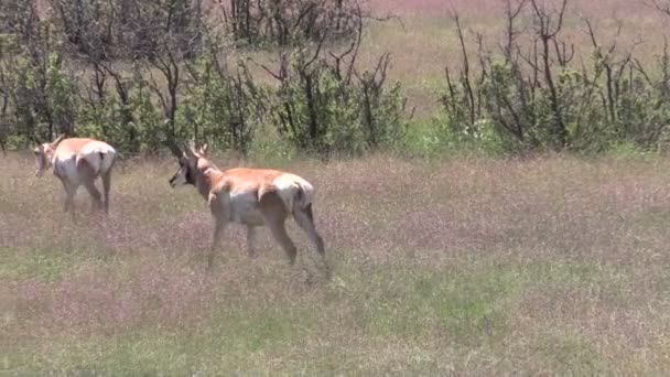 Pronghorn Antelope em Rut — Vídeo de Stock