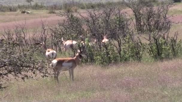 Gabelbock in Furche — Stockvideo