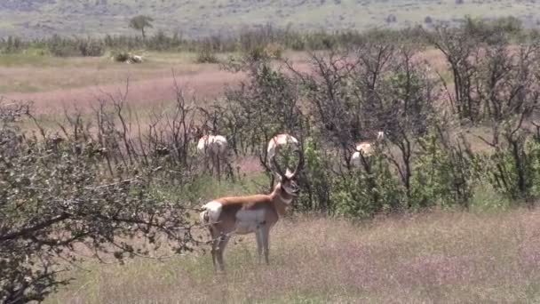 Pronghorn Antelope em Rut — Vídeo de Stock