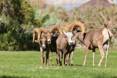 Desert Bighorn Sheep in Rut clipart