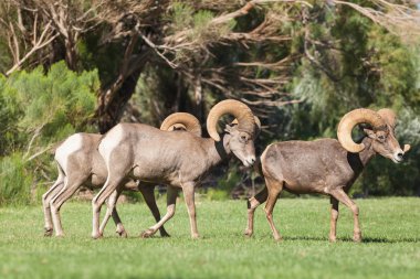 çöl bighorn koyun olan tek