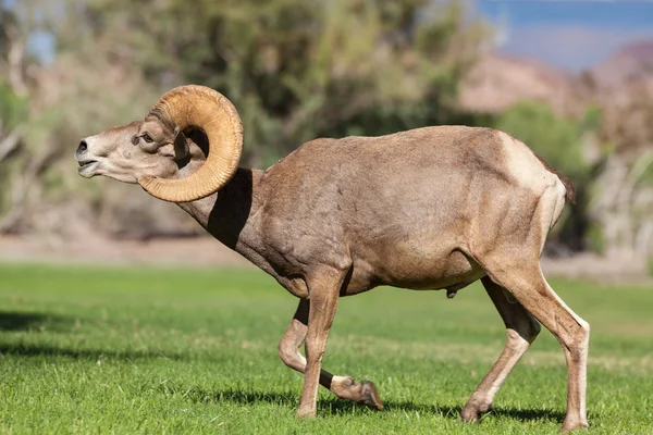 Έρημο πρόβατο με μεγάλα κέρατα ram — Φωτογραφία Αρχείου